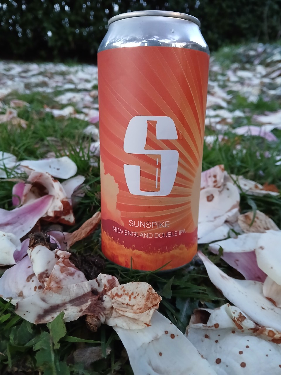 Sunspike, Salikatt Bryggeri