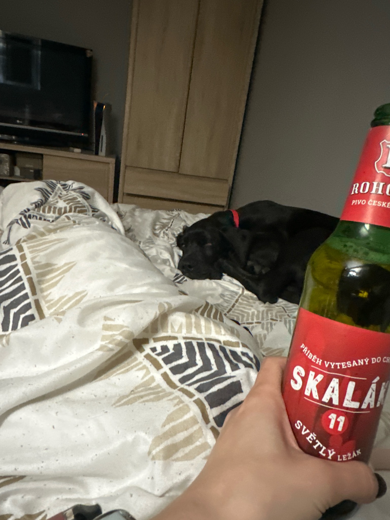 Skalák 11°, Pivovar Rohozec