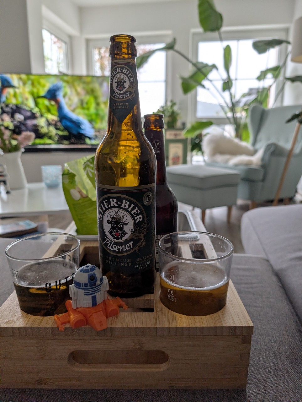 Stier-Bier Pilsener, Darguner Brauerei (Harboe)