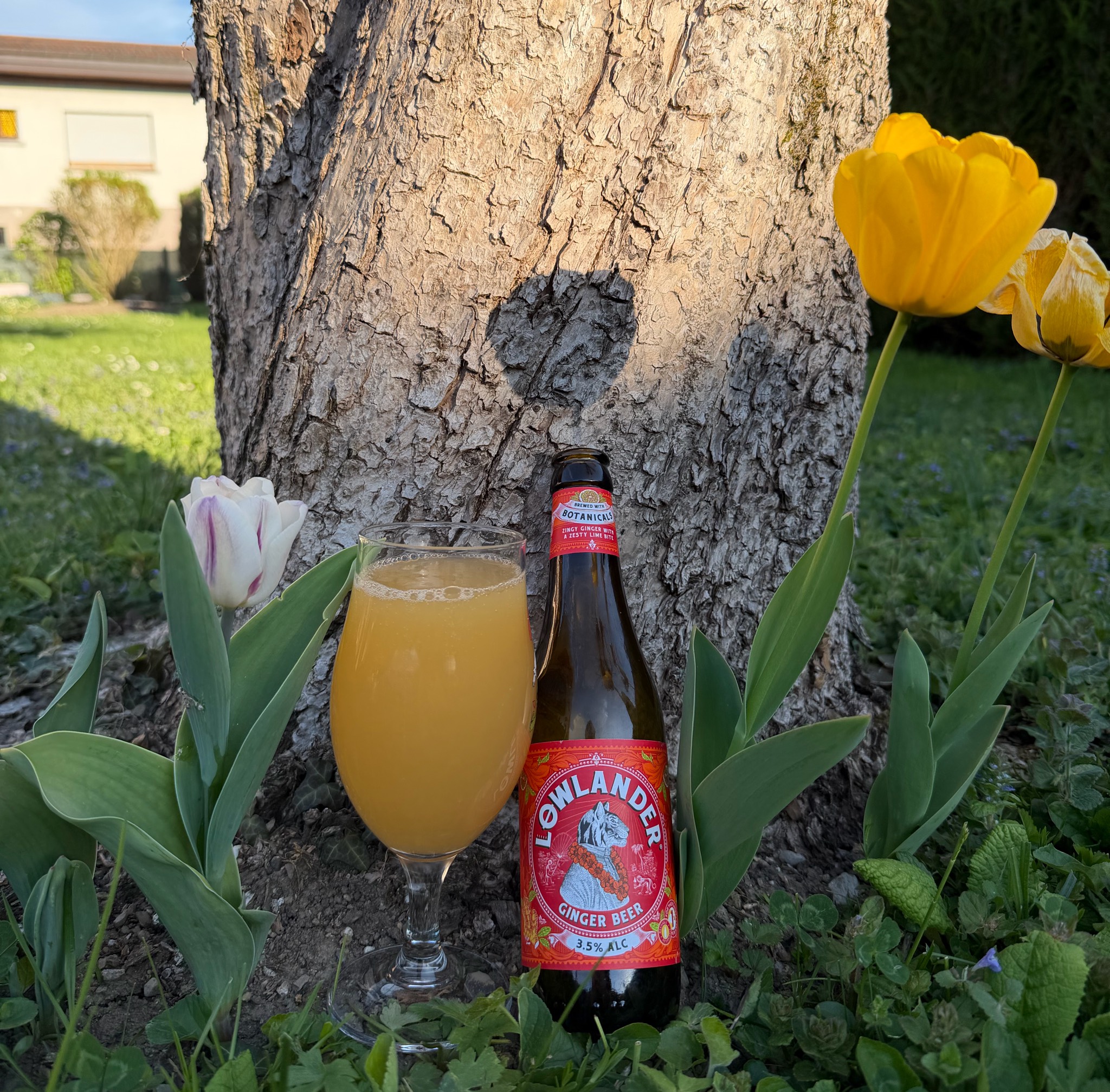 Ginger Beer, Lowlander Botanical Beer