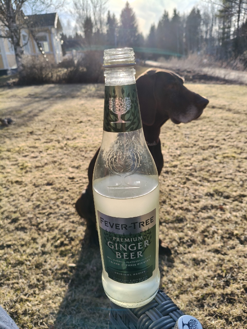 Premium Ginger Beer, England