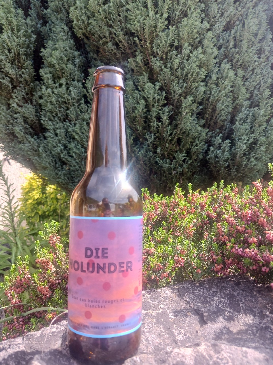 Die Holunder, France
