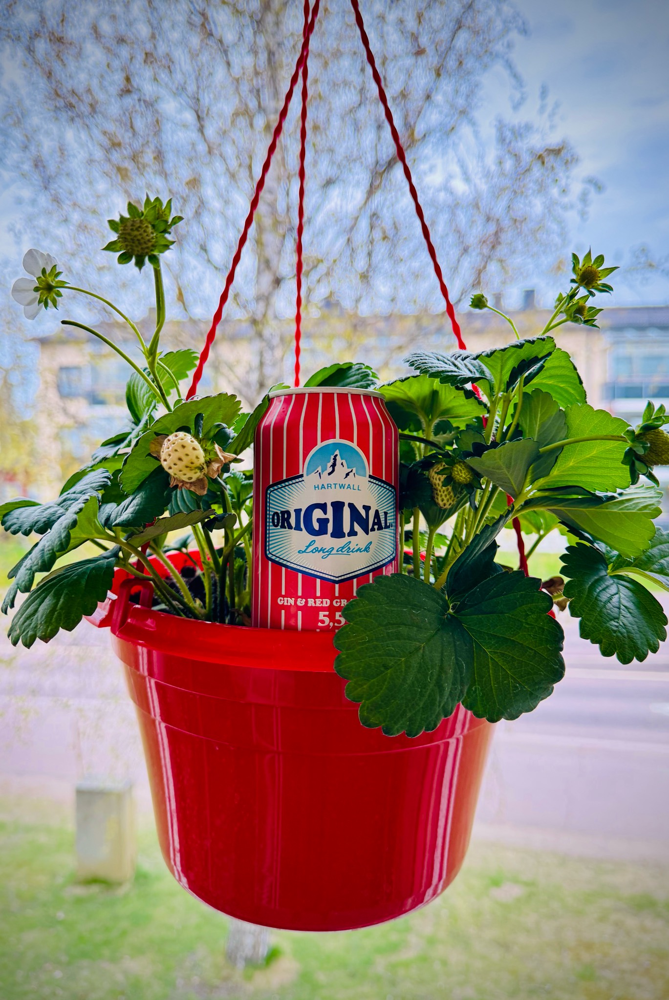 Original Long Drink Gin & Red Grapefruit, Finland