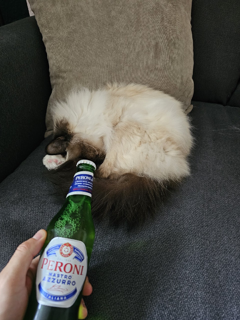 Nastro Azzurro 4.6%, Birra Peroni (Asahi Breweries)