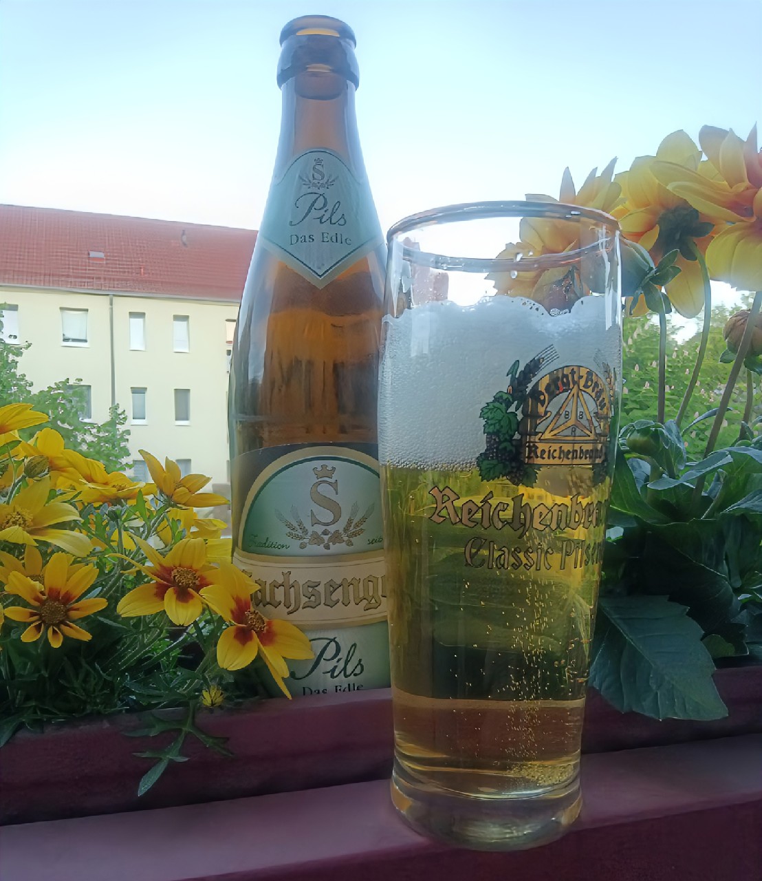 Sachsengold Pils Feinherb, Mauritius Privatbrauerei