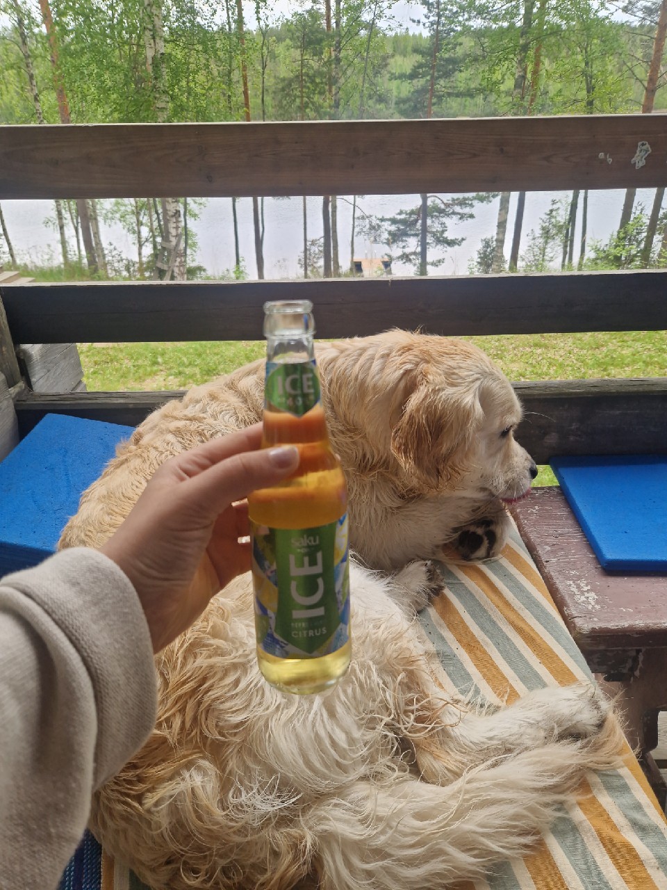 Saku On Ice Citrus, Estonia