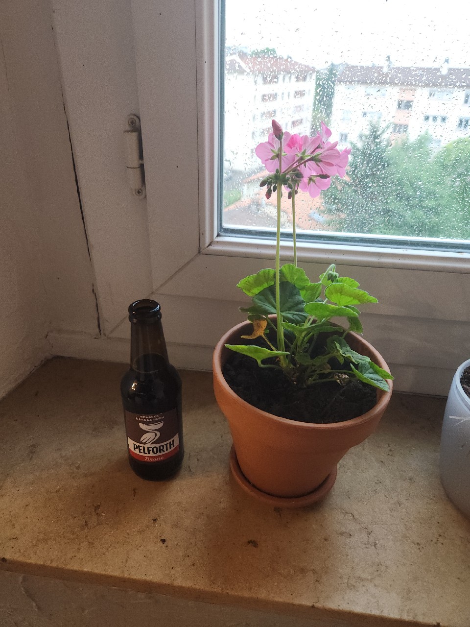 Pelforth Brune, Pelforth (Heineken)