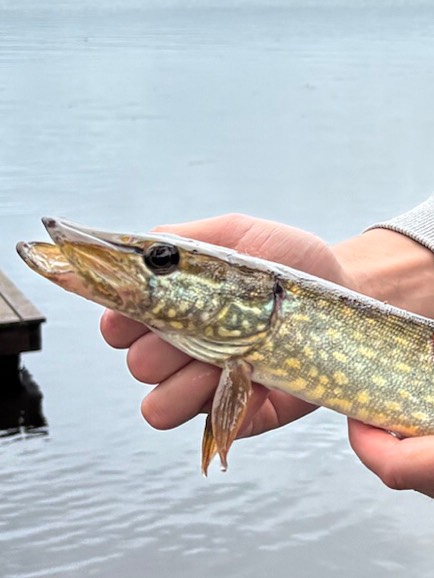 Aura Tumma, Finland