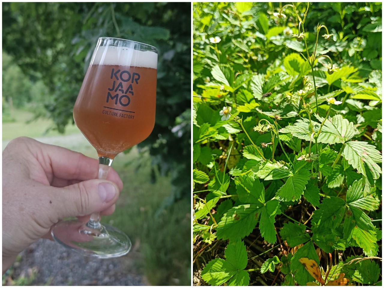 Small Beer: Wild Strawberry Leaf, Finland