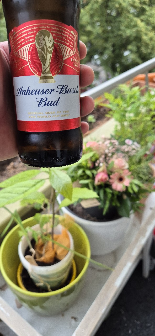 Anheuser-Busch Bud, United States