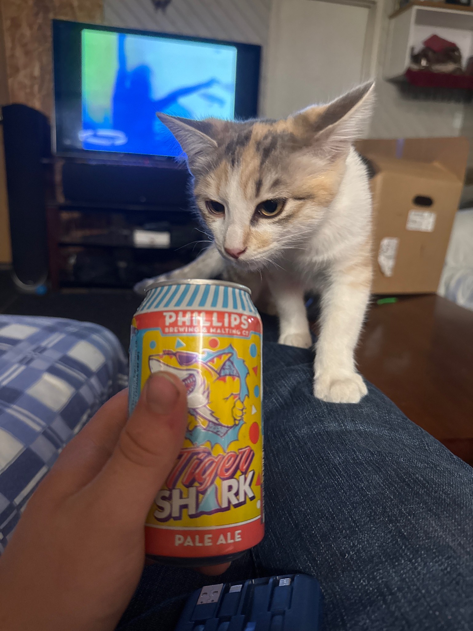Tiger Shark, Phillips Brewing & Malting Co.