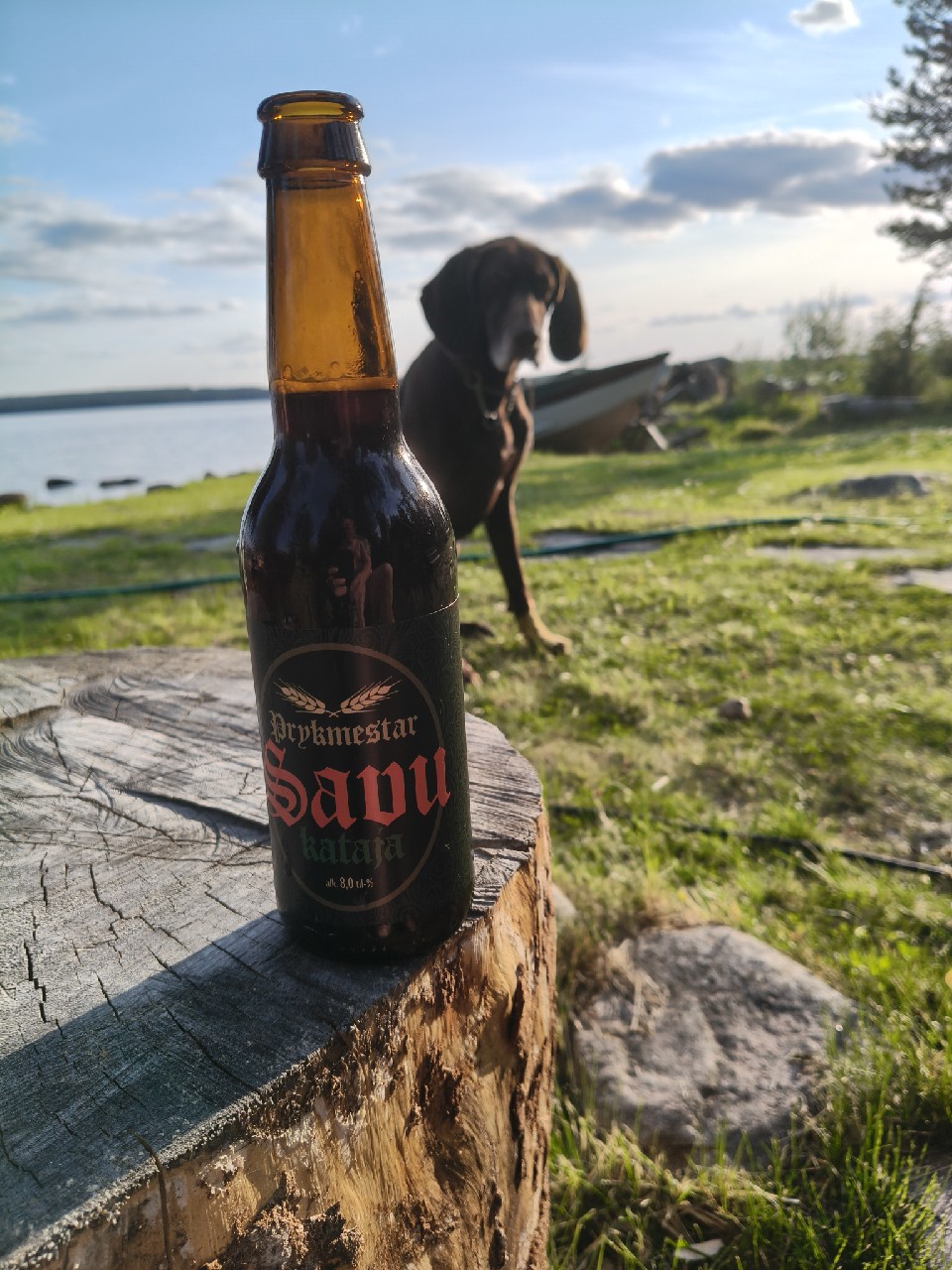 Prykmestar Savu Kataja 8,0 %, Finland