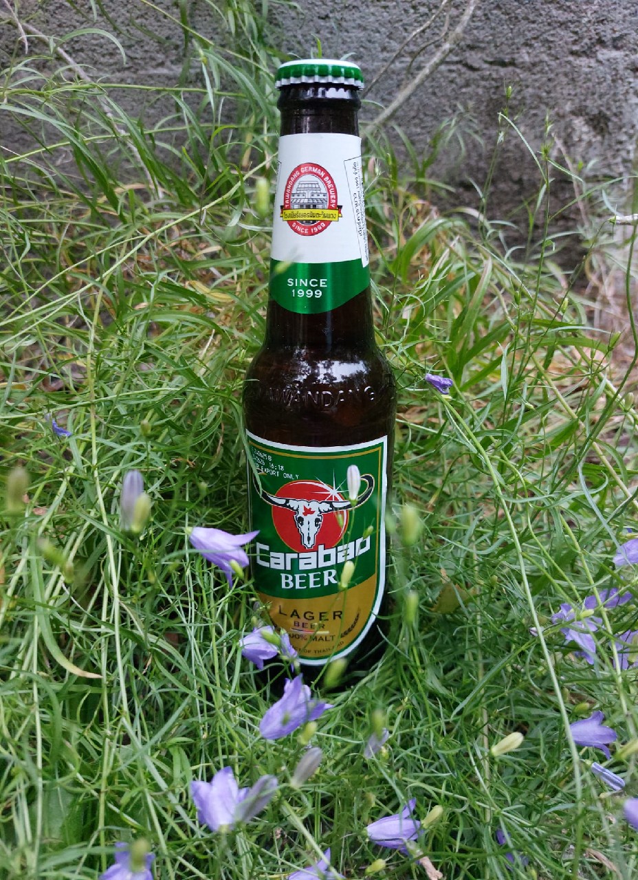 Carabao Lager Beer, Tawandang German Brewery