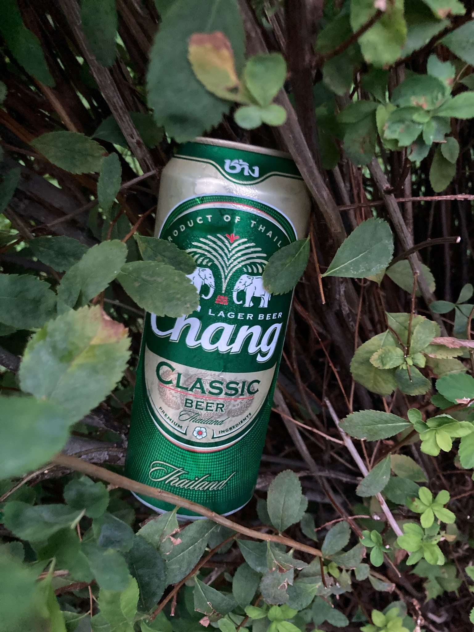 Chang Cold Brew Lager, Cosmos Brewery (Thai Beverages)