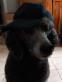 Post author: Goovaerts J