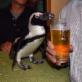 Post author: Thirsty Penguin